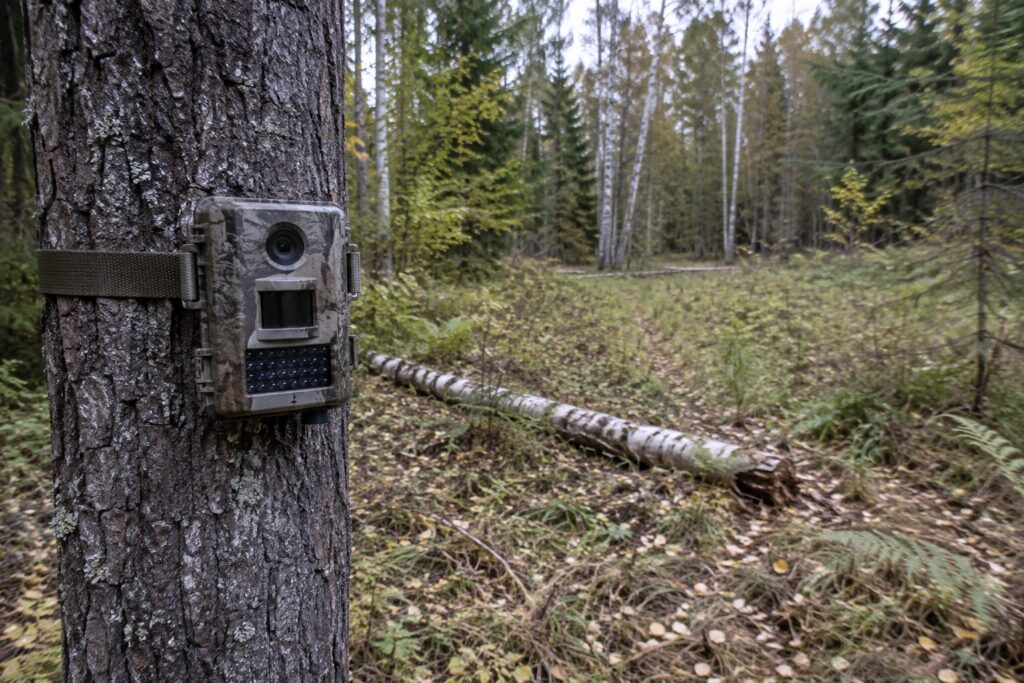 Meža kamera uz koka stumbra meža laukuma malā agrā rudenī